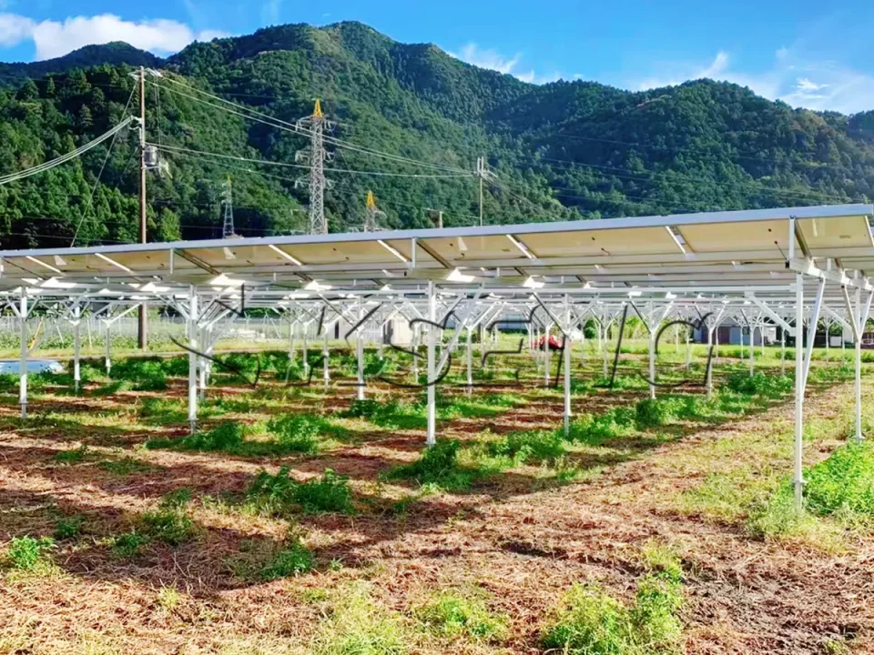 日本丹波农棚光伏支架98.28KW