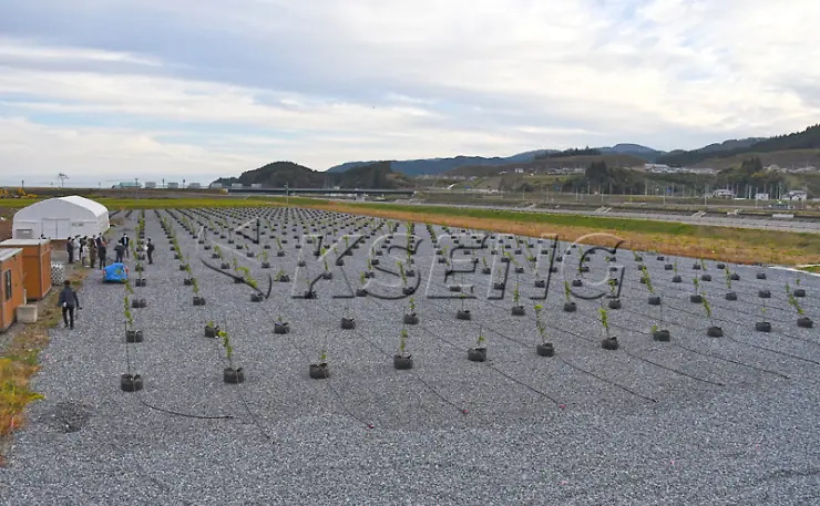 日本地面农棚光伏支架540.21KW